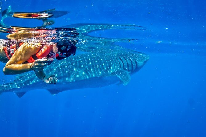 Private Whale Shark All Inclusive Experience - Who This Tour Suits Best (And Who Should Skip It)