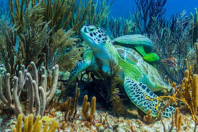 Puerto Morelos Catamaran Reef Sail and Snorkel - Price and Value: What the $120 Covers (and What It Doesn’t)