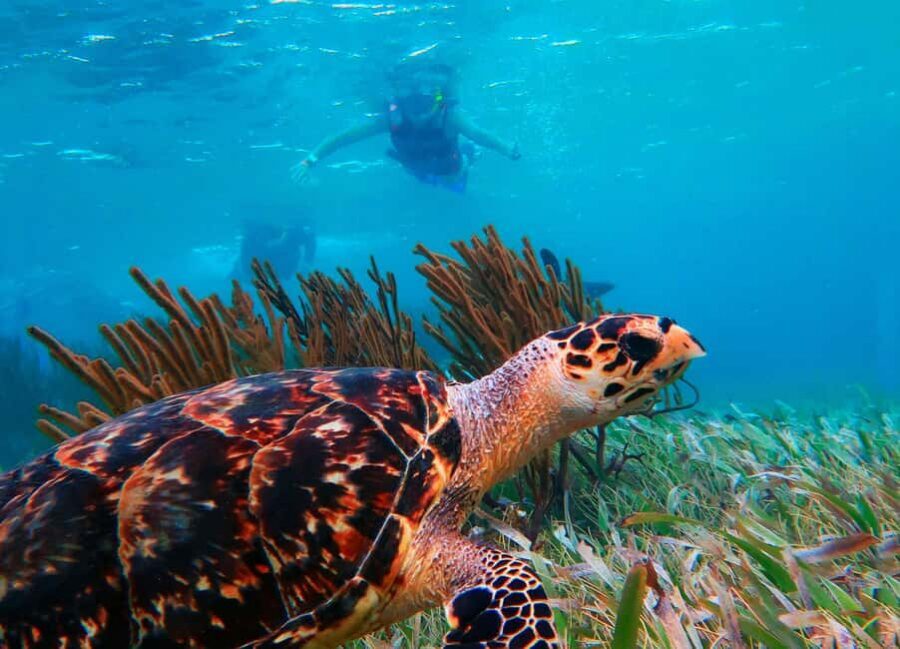 Puerto Morelos: Snorkel, Town Walk, Tequila & Beach Lunch - Tequila Tasting After the Water: Fun, Not Too Serious