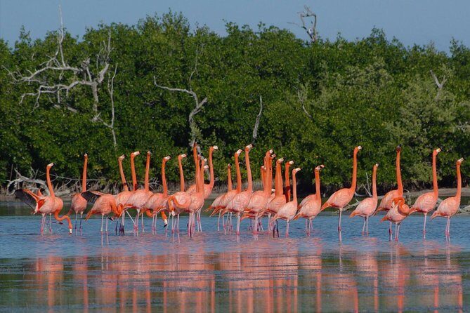 Rio Lagartos guided boat tour- Ek Balam from Valladolid - A 10-hour mix of flamingos and Mayan stones from Valladolid