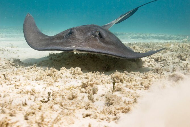 Riviera Maya Luxury Snorkeling Cruise with Lunch and Drinks - Hotel Pickup and the Start-Time Trap (Don’t Lose Your Day)