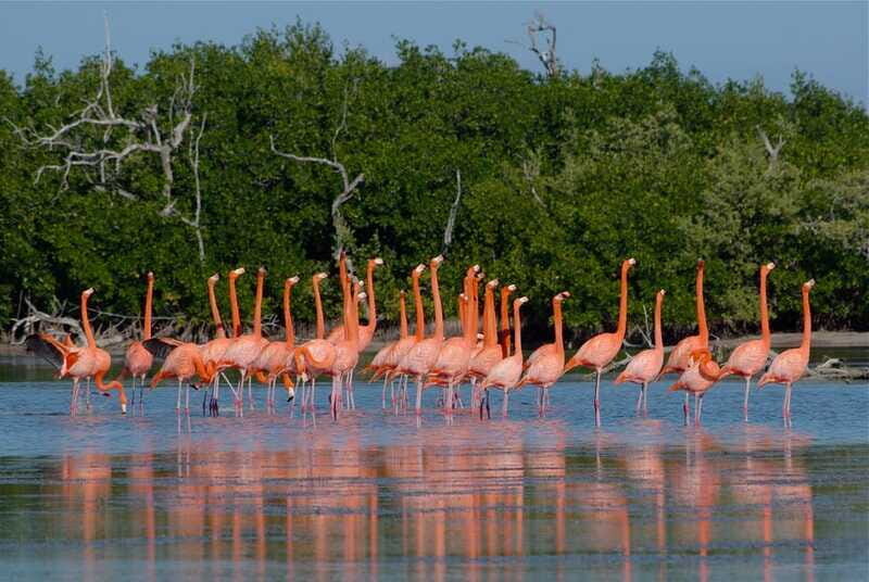 Riviera Maya: Rio Lagartos & Las Coloradas Day Trip w/Lunch - Should you book Riviera Maya: Rio Lagartos & Las Coloradas?