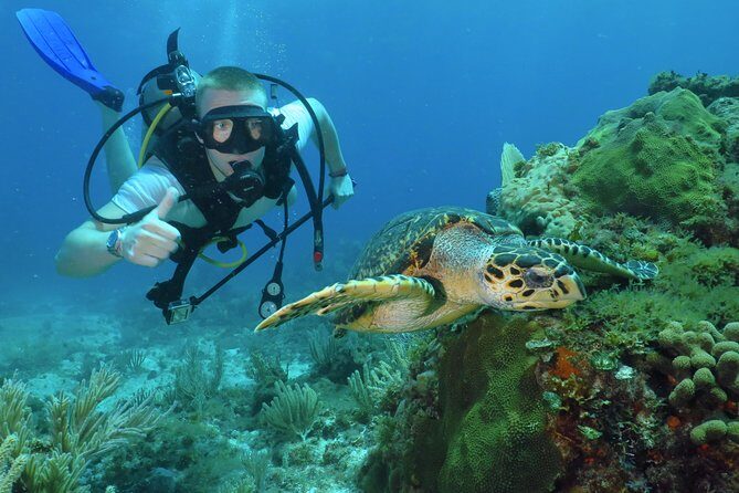 Scuba Diving Under Water Museum and Reef for beginners - Quick highlights