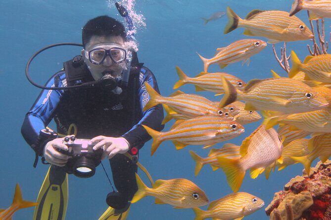 Scuba Diving Under Water Museum and Reef for beginners - Manchones Reef: coral habitat and real sea life (without pressure)
