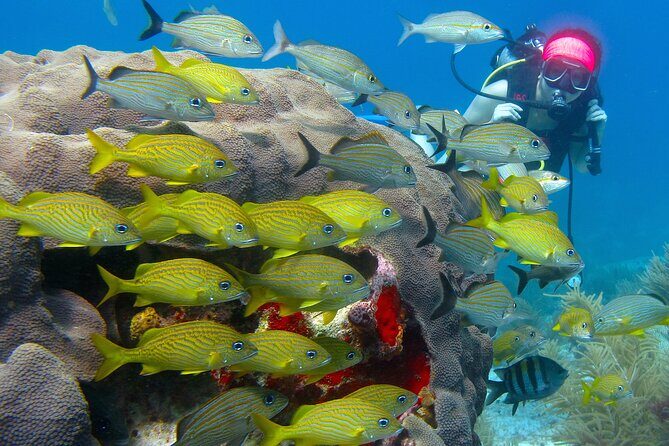 Scuba Diving Under Water Museum and Reef for beginners - Timing, meeting point, and what your 5-hour day feels like