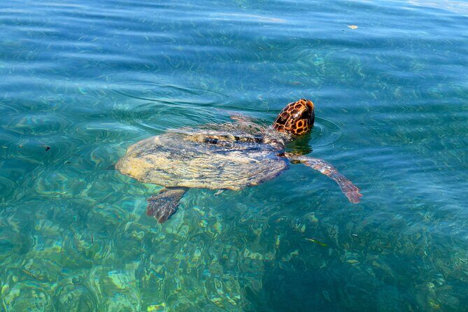 Sian Ka'an Boat Experience from Riviera Maya to Tulum - Snorkeling and swimming in transparent natural water