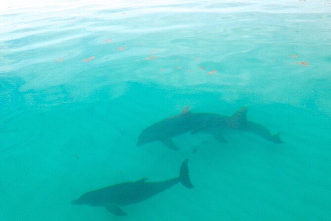 Sian Ka'an Boat Experience from Riviera Maya to Tulum - Stop 1: Sián Ka’an reserve moments, mangroves, and animal etiquette