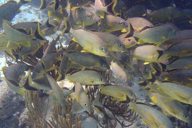 Small-Group Mesoamerican Barrier Reef Snorkeling in Puerto Morelos - What you can realistically spot: turtles, rays, sharks, and fish schools