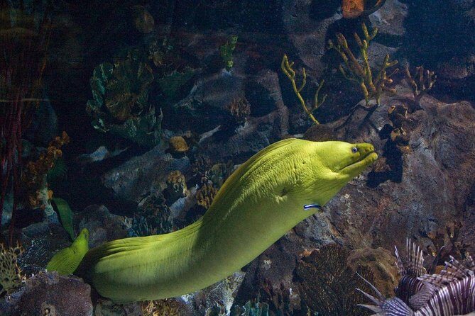 Snorkeling in Puerto Morelos - Puerto Morelos Biosphere: what you’re snorkeling for