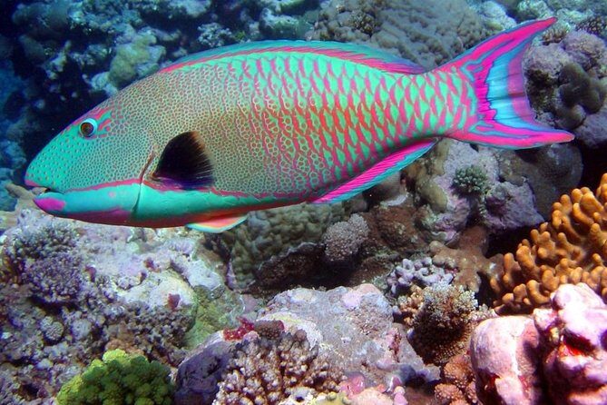 Snorkeling in Puerto Morelos - Getting to Javier Rojo Gomez: how logistics really work