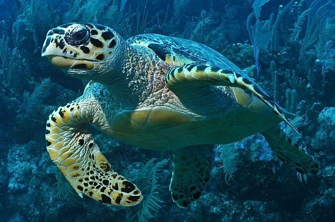 Snorkeling in Puerto Morelos - Guides, gear, and what to watch for in the water