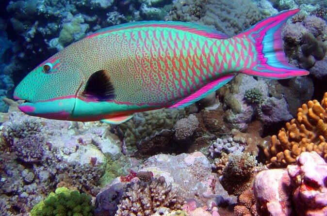 Snorkeling in Puerto Morelos - What to bring (and what to avoid): sunblock rules