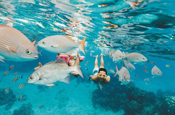 Snorkeling in Puerto Morelos - Timing, weather, and when the tour changes plans