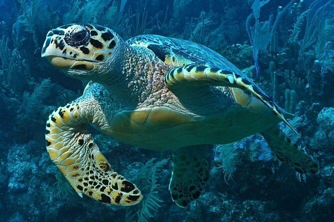 Snorkeling in Puerto Morelos - First swim at the Mesoamerican Reef (Belize Barrier Reef)