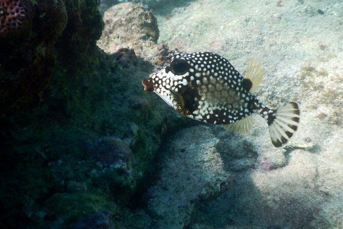 Snorkeling with Caribbean fish and private cenote exploration - What Makes the Cenote Caverns So Memorable (And So Different)
