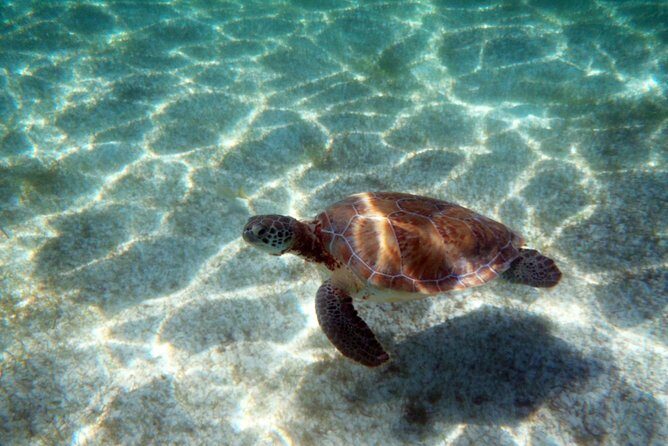 Snorkeling with Caribbean fish and private cenote exploration - Price and Value: What $169 Gets You (and Where Extras Appear)