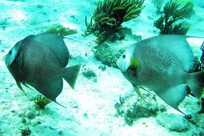 Snorkeling with Caribbean fish and private cenote exploration - Who This Tour Fits Best (And Who Should Skip It)