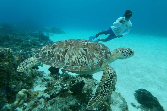 Starfish, Stingrays and the Turtle Sanctuary Snorkel Tour - Boat Comfort, Ladder Access, and Timing Reality