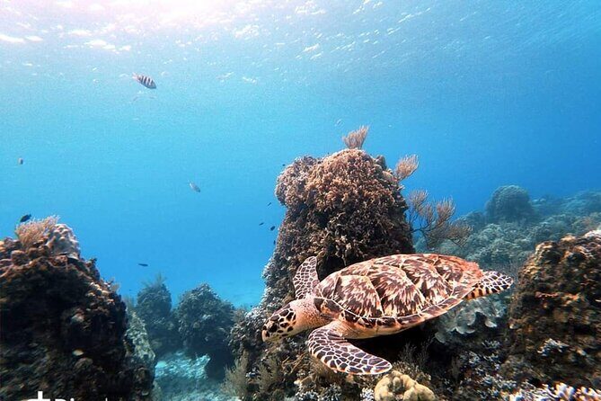 Starfish, Stingrays and the Turtle Sanctuary Snorkel Tour - Price and Value: $59 Plus the Marine Park Fee