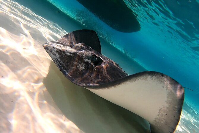 Starfish, Stingrays and the Turtle Sanctuary Snorkel Tour - Who Should Book This Cozumel Tour