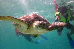 Swim with sea turtles - What you’ll see: turtles plus the reef extras