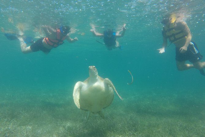 Swim with sea turtles - Private guide energy: how Santiago, Angel, Francisco, and others shape your swim