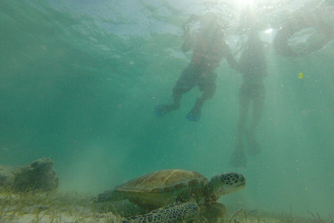 Swim with sea turtles - Is this tour worth it for you?