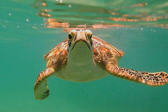 Swim with Turtles in Akumal + GoPro Photo Session - Key Things I’d Watch For