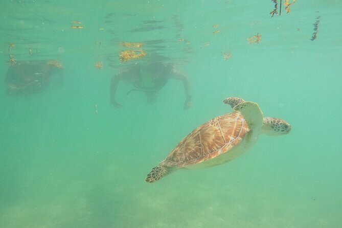 Swim with Turtles in Akumal + GoPro Photo Session - GoPro Photos: Included, and Worth Planning Around