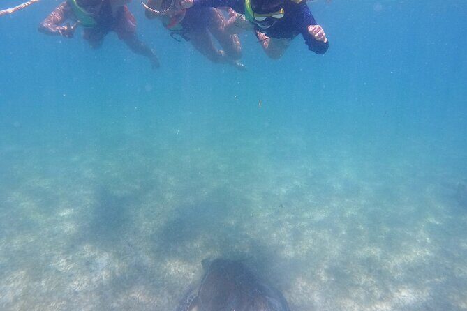 Swim with Turtles in Akumal + GoPro Photo Session - Turtle Etiquette and the Eco Rules You’ll Actually Follow