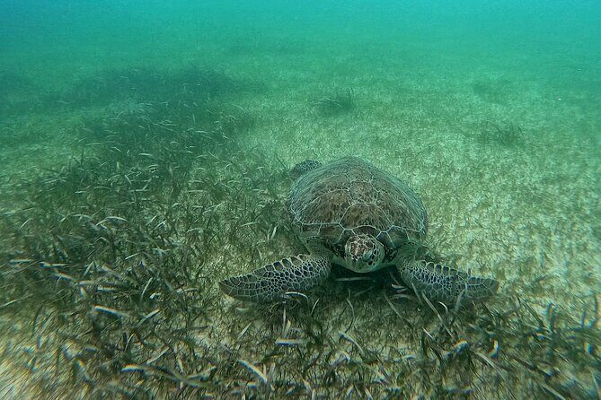 Swim with Turtles in Akumal + GoPro Photo Session - Rest of the Day in the National Park: How to Make It a Full Experience