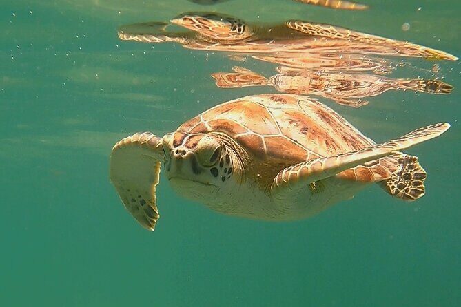 Swim with Turtles in Akumal + GoPro Photo Session - Price: Is $53.59 Good Value for Akumal + GoPro?