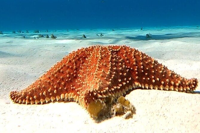 The Cozumel Turtle Sanctuary Snorkel Tour - Food and Drinks: Ceviche, Fruit, and the Adult Beverage Limit