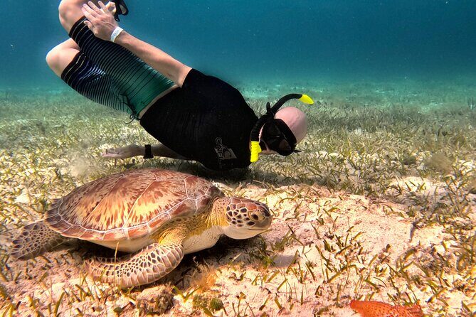The Cozumel Turtle Sanctuary Snorkel Tour - Meeting up in Cozumel: pickup points and the 10:00 departure mindset