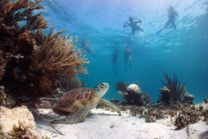Tour to Tulum and cenote with swimming with turtles from Riviera Maya - Tulum Archaeological Site: Mayan ruins plus Caribbean views