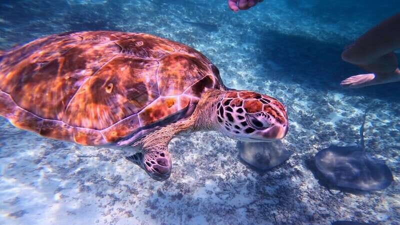 Tulum: 2-Hour Snorkeling in Two Spots of Tulum's Reef - Key things I’d zero in on