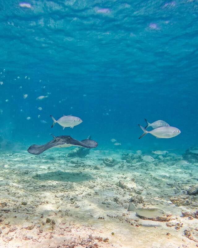 Tulum: 2-Hour Snorkeling in Two Spots of Tulum's Reef - Who this snorkel trip is best for (and who should skip it)