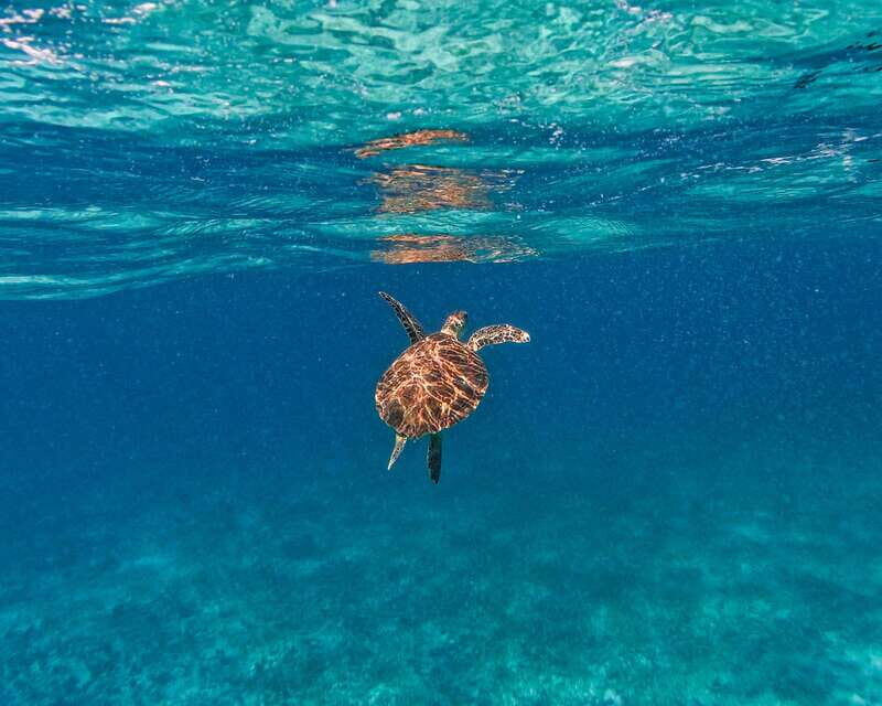 Tulum: 2-Hour Snorkeling in Two Spots of Tulum's Reef - Second reef spot: more time for wildlife, with a small risk of overlap
