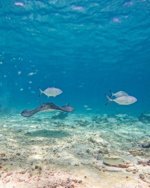 Tulum: 2-Hour Snorkeling in Two Spots of Tulum's Reef - Weather and water conditions: the day can change the vibe