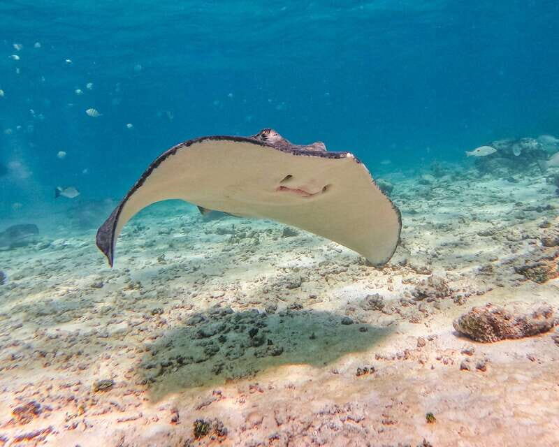 Tulum: 2-Hour Snorkeling in Two Spots of Tulum's Reef - Price and the Parque del Jaguar entry fee: where value can change fast