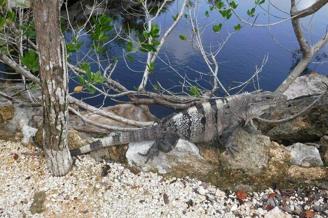 Tulum Ruins Tour (Private, Half Day) - Snaps with the sea in the background, and a calmer return ride