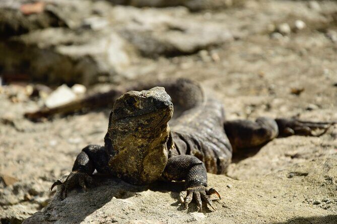 Tulum Ruins, Turtles in Akumal and Cenote tour - Yax-Muul cenote swim: stalagmites, low light, and head awareness