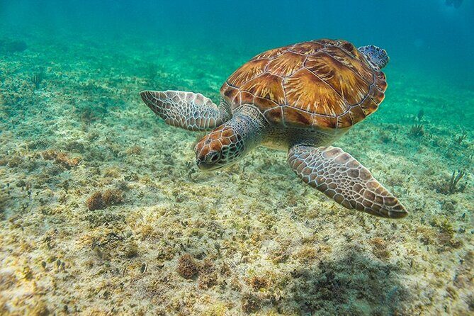 Tulum, Snorkeling with Sea Turtles, Cenote and Beachside Lunch - Akumal Beach Snorkeling with Sea Turtles: The Main Event