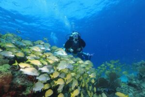 Two Tanks Scuba Diving for Beginners in Cancun - Medical questionnaire, basic theory, and pool skills: the “do this first” part