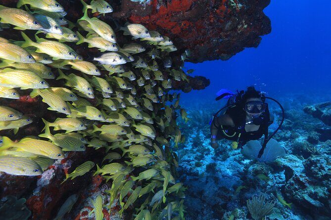 Two Tanks Scuba Diving for Beginners in Cancun - Tank #1 at MUSA Underwater Museum: statues that turn into snorkeling-level landmarks