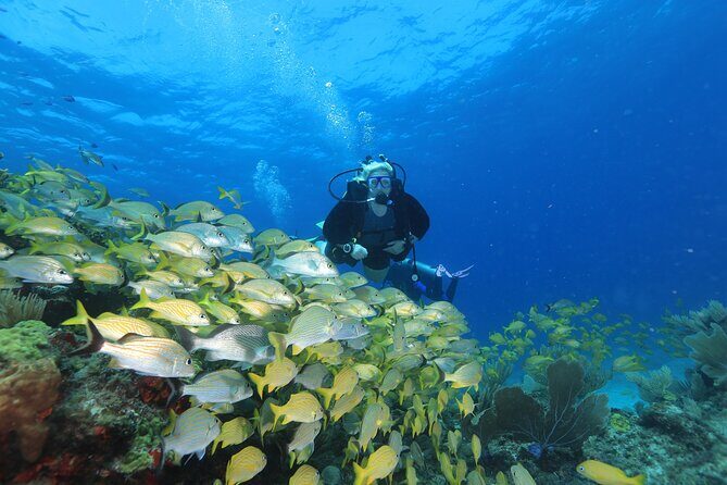 Two Tanks Scuba Diving for Beginners in Cancun - Medical questionnaire, basic theory, and pool skills: the “do this first” part