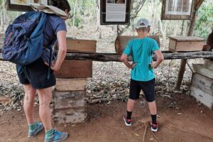 Valladolid Mayan Bees Tour with Lunch or breakfast and Honey Tasting - Inside the cenote: plants, bee habitats, and the stingless-bee lesson