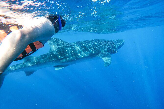 Whale Shark Adventure in Isla Mujeres and Cancun - How whale sharks work here (and why this is not a guaranteed show)