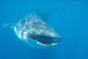 Whale Shark Adventure in Isla Mujeres and Cancun - Getting to the dock: Cancun hotel pickup vs Isla Mujeres check-in