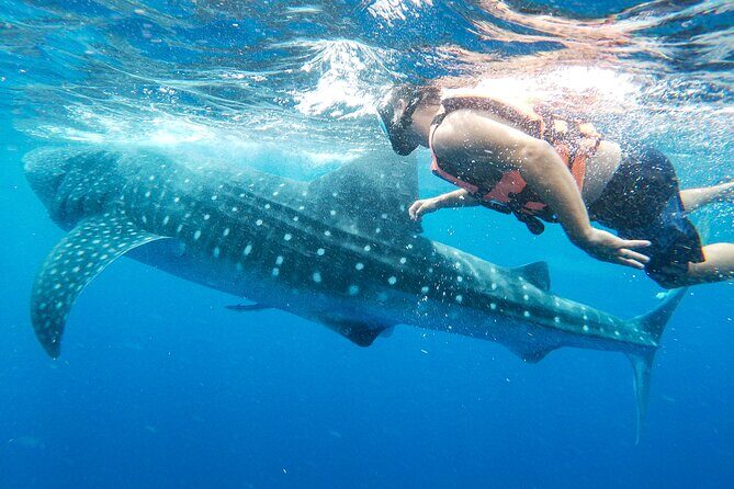 Whale Shark Adventure in Isla Mujeres and Cancun - Reef life you might catch while you’re out there